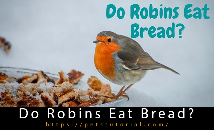 Do Robins Eat Bread