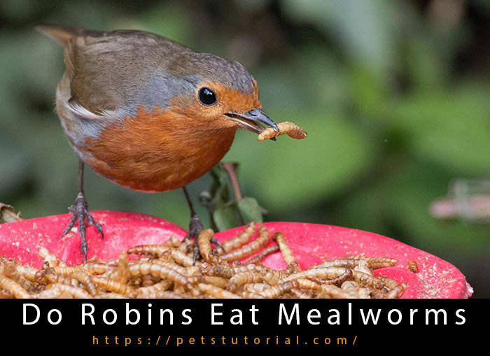 Do Robins Eat Mealworms