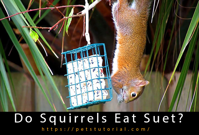 Do Squirrels Eat Suet-2
