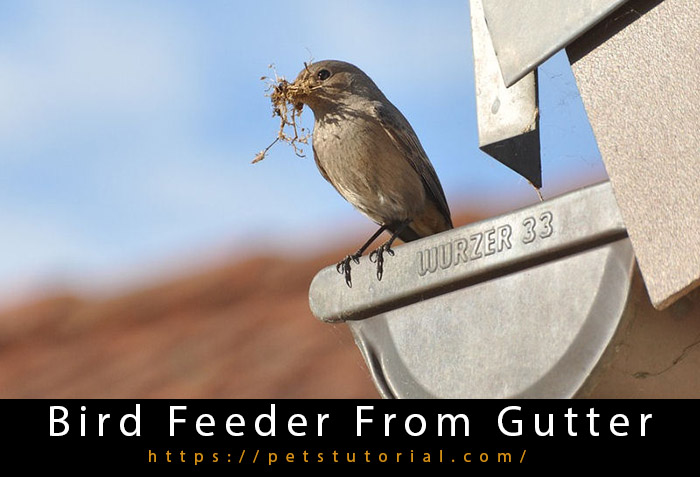 Hang Bird Feeder From Gutter
