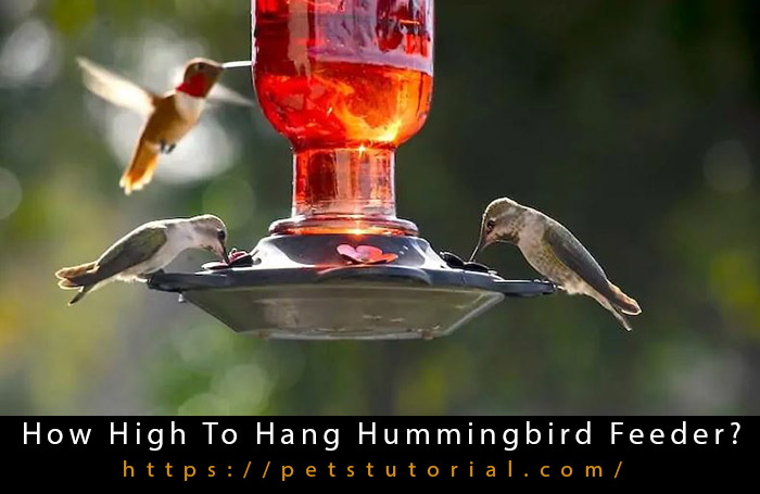 How High To Hang Hummingbird Feeder 3390