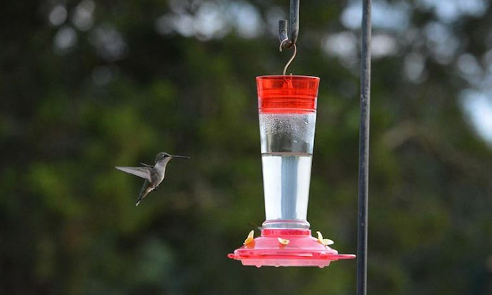 How High To Hang Hummingbird Feeder