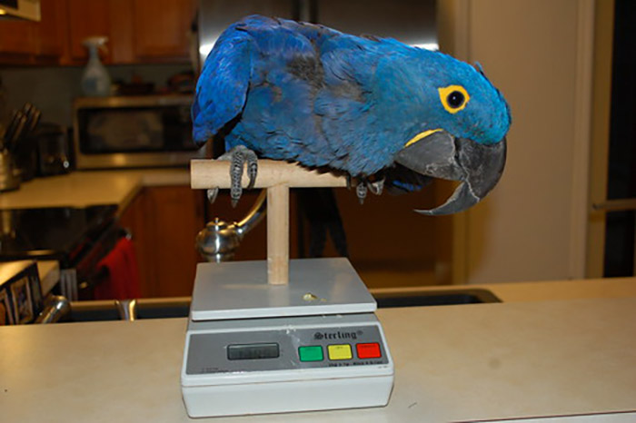 How Much Does A Bird Weigh-2
