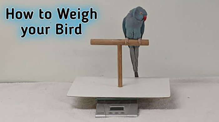 How Much Does A Bird Weigh-3