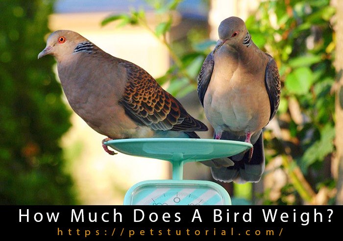 How Much Does A Bird Weigh