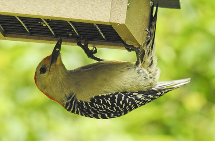 squirrel feeders