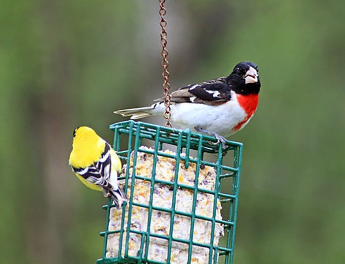 How To Hang A Suet Feeder-3