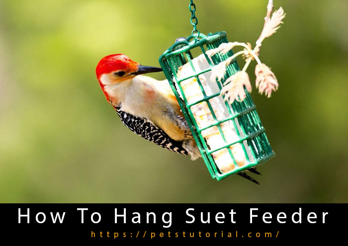 How To Hang A Suet Feeder