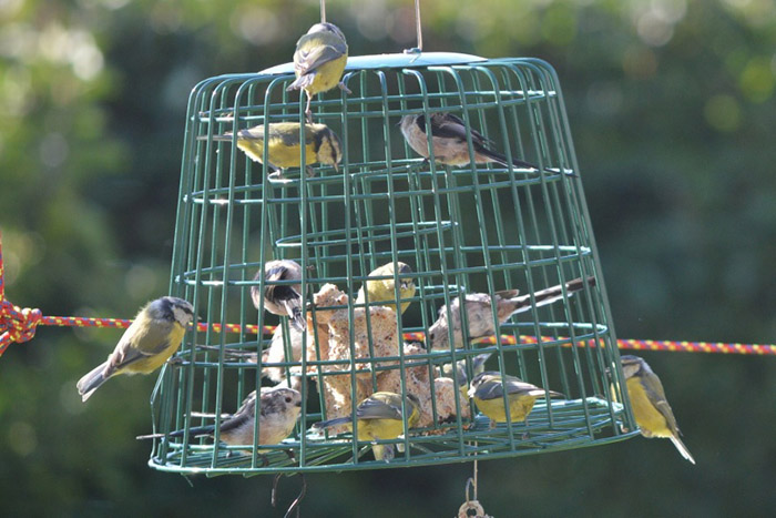 How To Keep Big Birds Away From Feeders-2