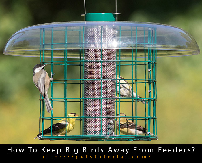 How To Keep Big Birds Away From Feeders-3