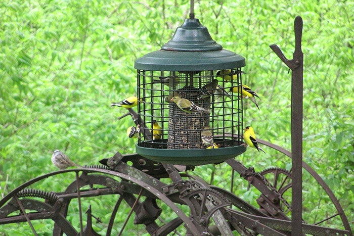 How To Keep Big Birds Away From Feeders