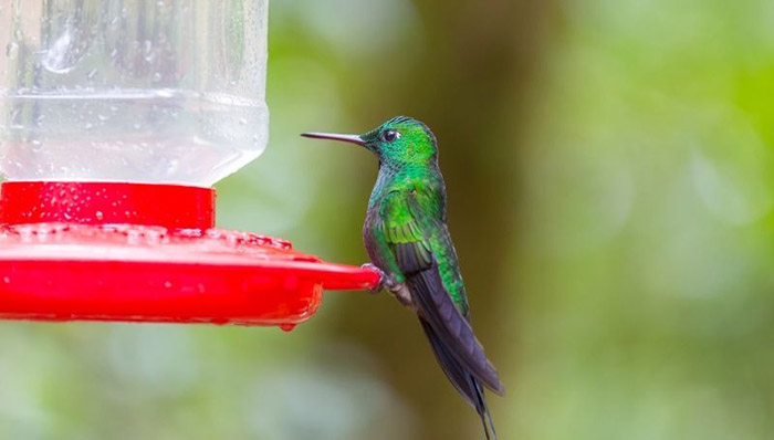 Hummingbird Feeder Leaks-2