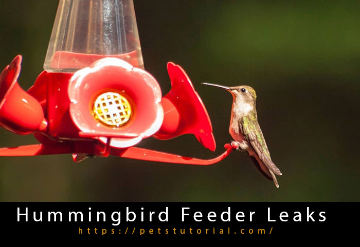 Hummingbird Feeder Leaks-3