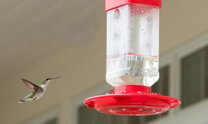Hummingbird Feeder Leaks