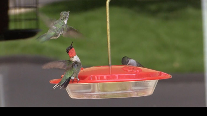 Hummingbirds Fighting Over Feeder-1