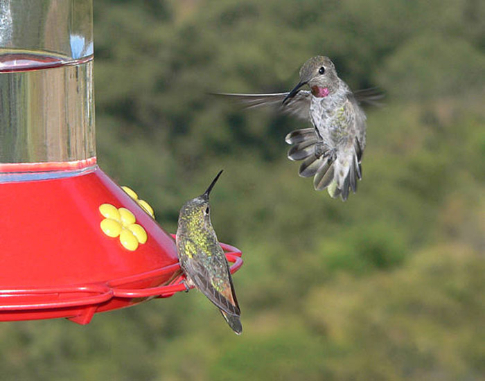Hummingbirds Fighting Over Feeder-2