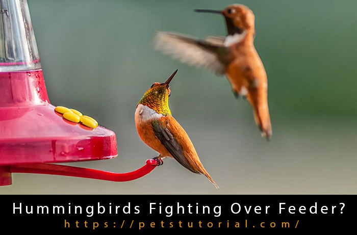 Hummingbirds Fighting Over Feeder-3