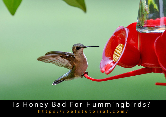 is-honey-bad-for-hummingbirds