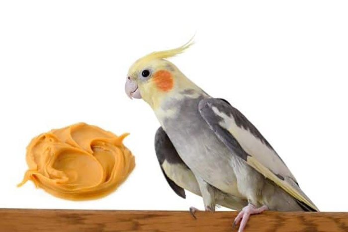 Is Peanut Butter Safe For Birds-2