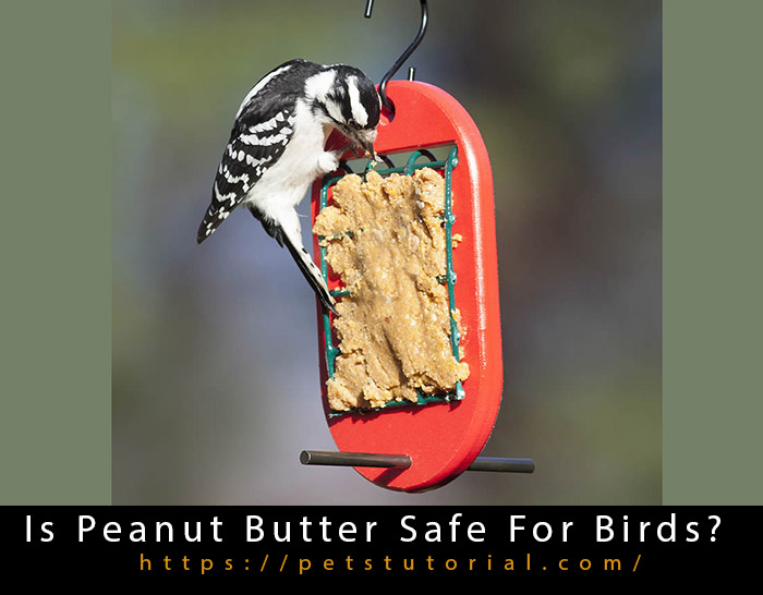 Is Peanut Butter Safe For Birds-3