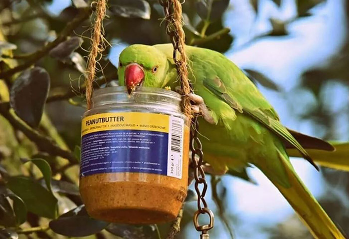 Is Peanut Butter Safe For Birds