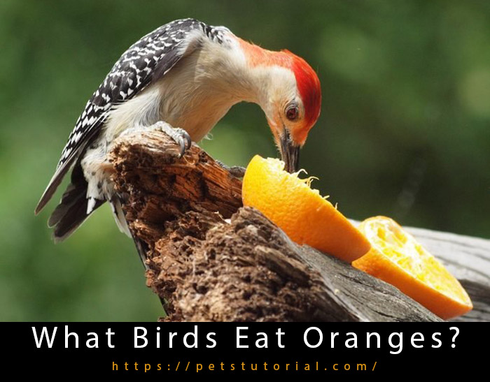 What Birds Eat Oranges?
