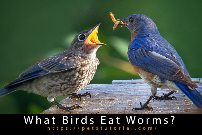 What Birds Eat Worms?