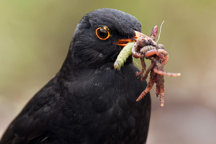 What Birds Eat Worms