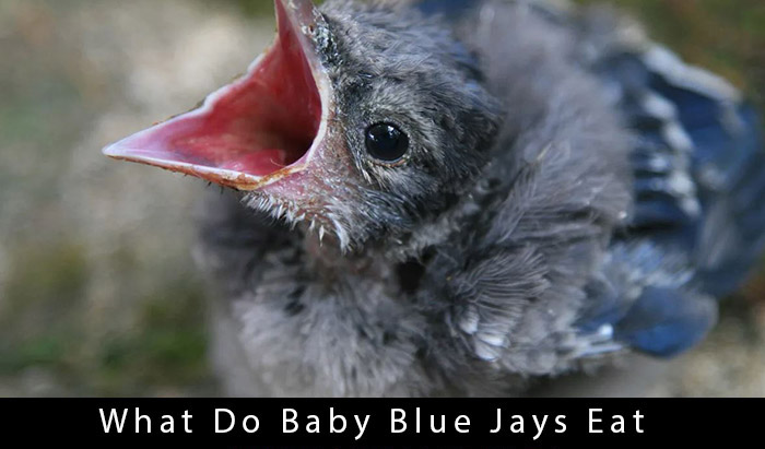 what-do-baby-blue-jays-eat