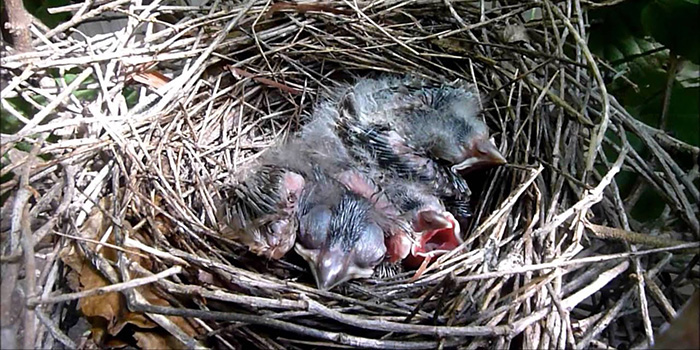 What Do Baby Cardinals Eat-2