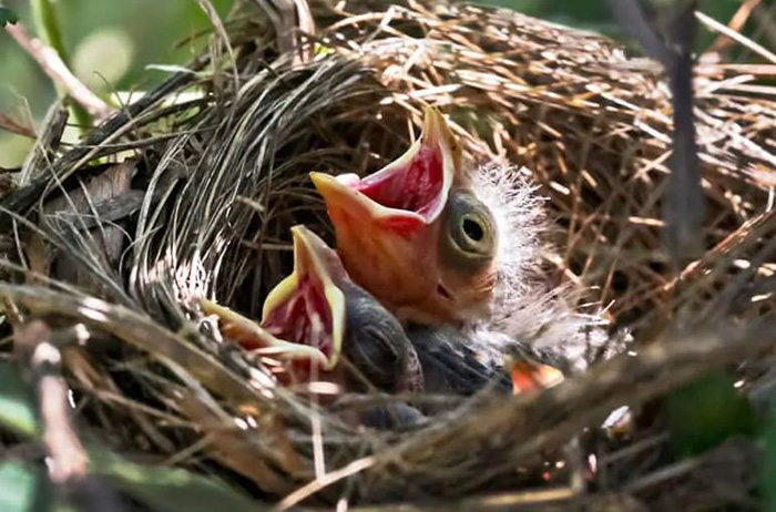 What Do Baby Cardinals Eat-3
