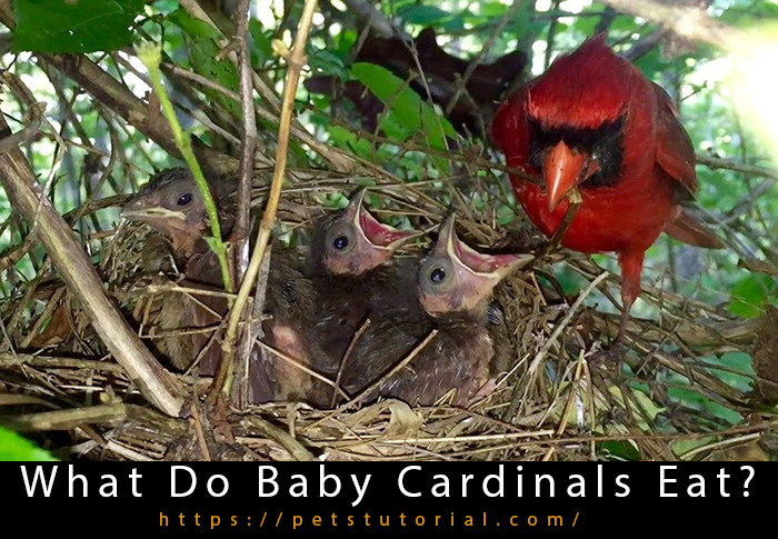 What Do Baby Cardinals Eat?