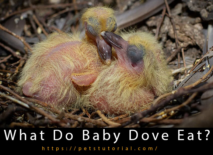 What Do Baby Dove Eat?