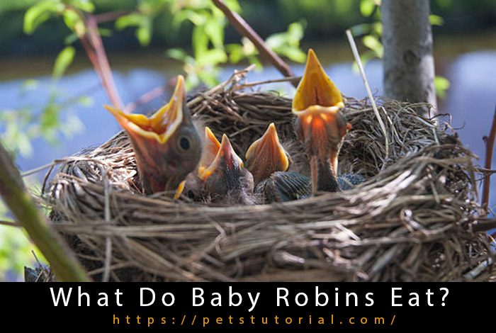 What Do Baby Robins Eat?