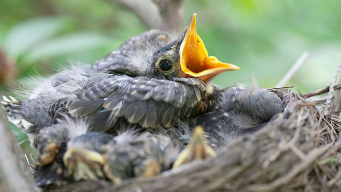 What Do Baby Robins Eat