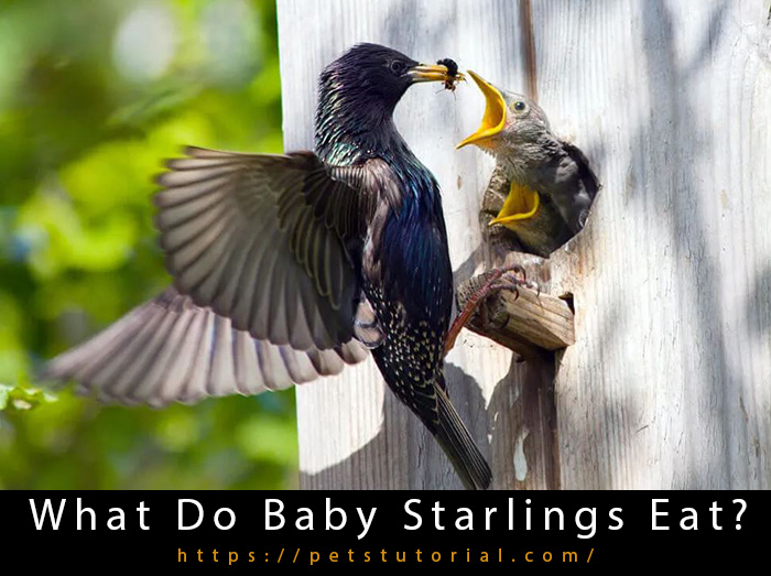 What Do Baby Starlings Eat?