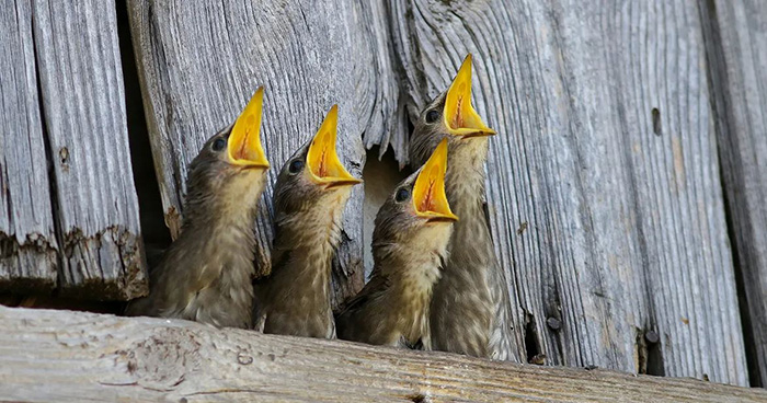 What Do Baby Starlings Eat (2)