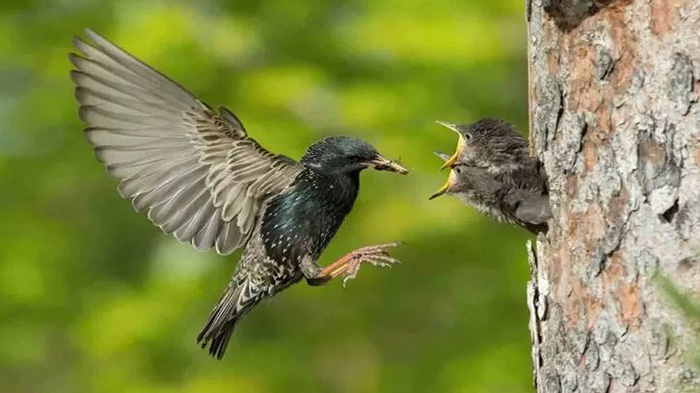 What Do Baby Starlings Eat (3)