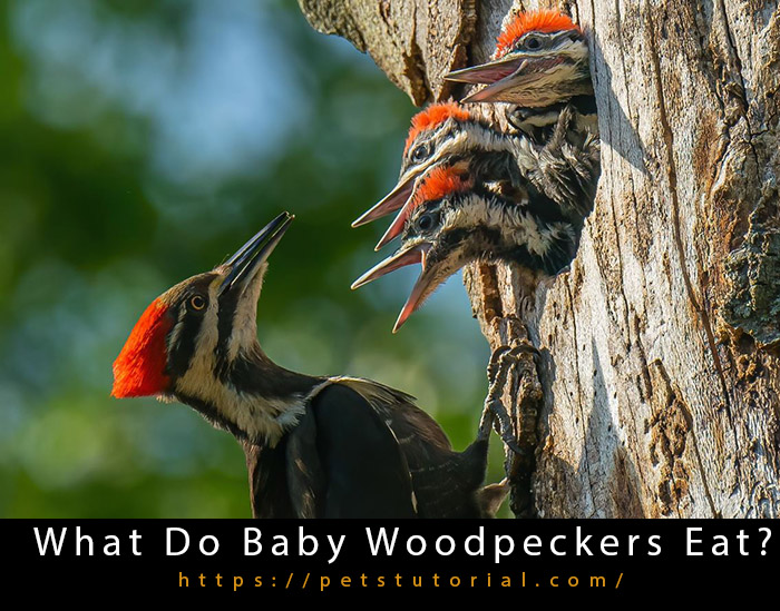 What Do Baby Woodpeckers Eat-2