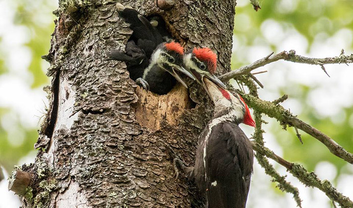 What Do Baby Woodpeckers Eat-3