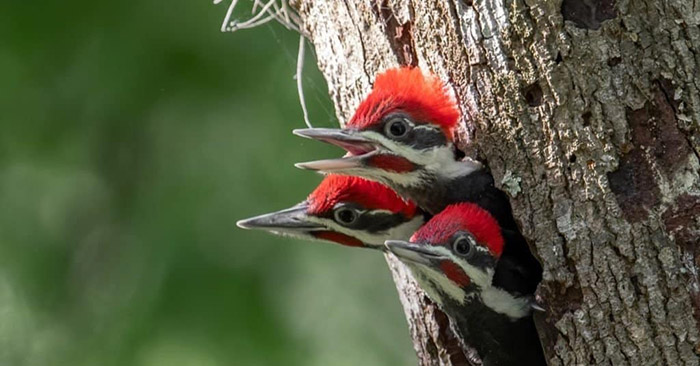 What Do Baby Woodpeckers Eat