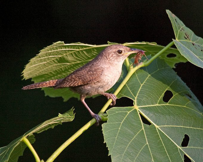 What Do House Wrens Eat-2