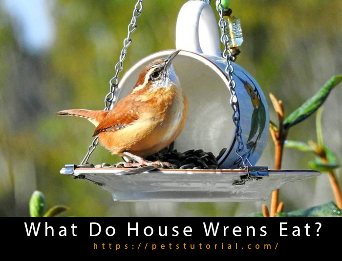 What Do House Wrens Eat-3