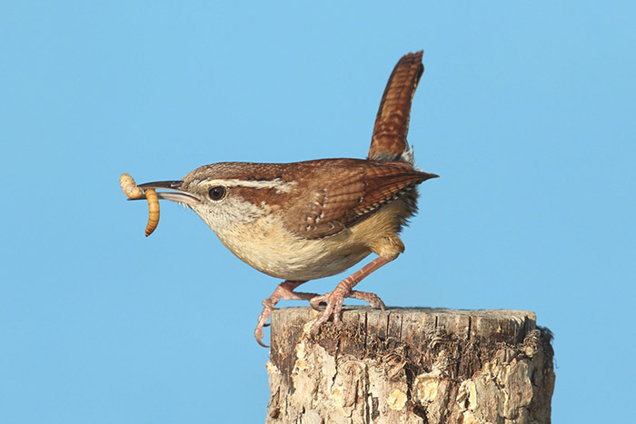 What Do House Wrens Eat