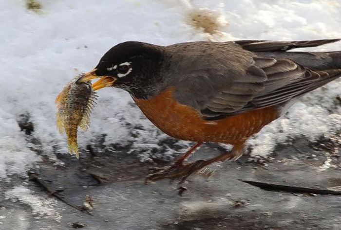What Do Robins Eat In The Winter-2