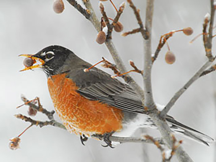What Do Robins Eat In The Winter-3