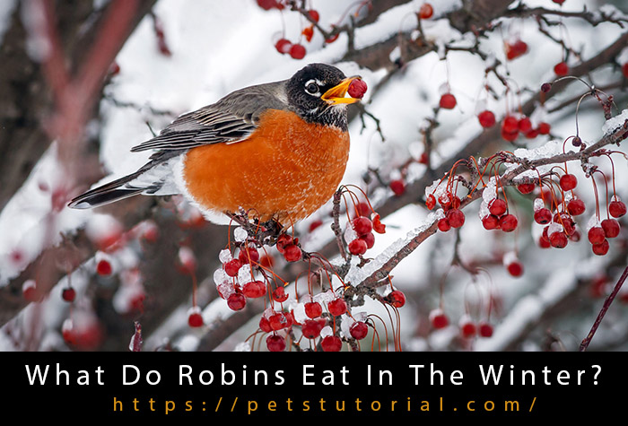 What Do Robins Eat In The Winter