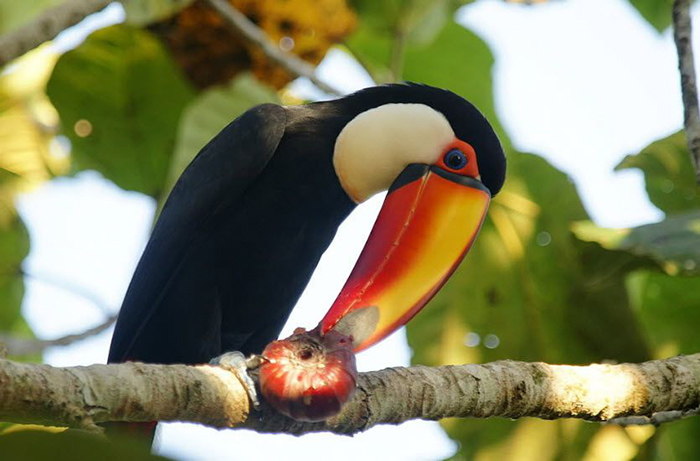What Do Toucans Eat In The Rainforest-2