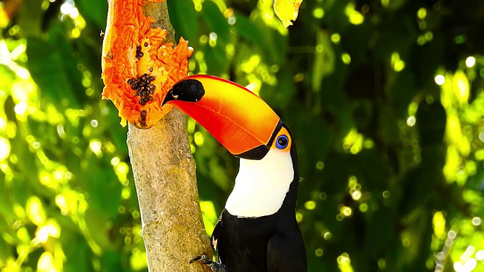 What Do Toucans Eat In The Rainforest-3