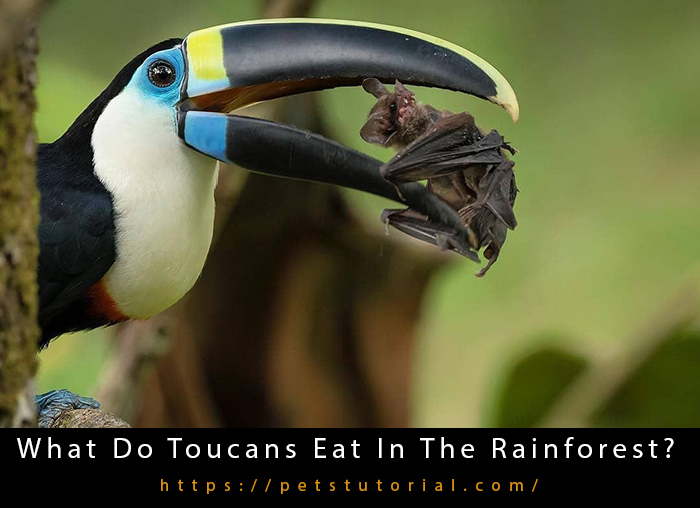 What Do Toucans Eat In The Rainforest?